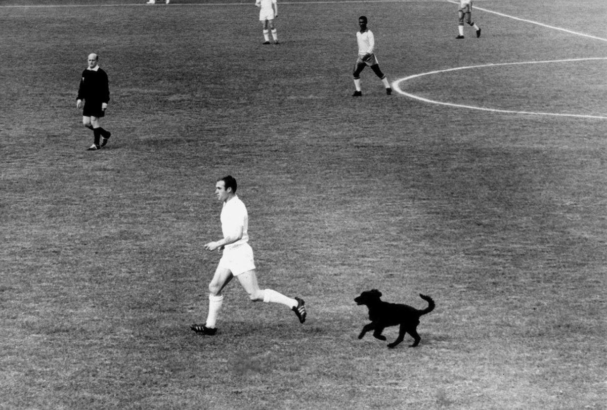1962-ray-wilson-dog-bob.jpg